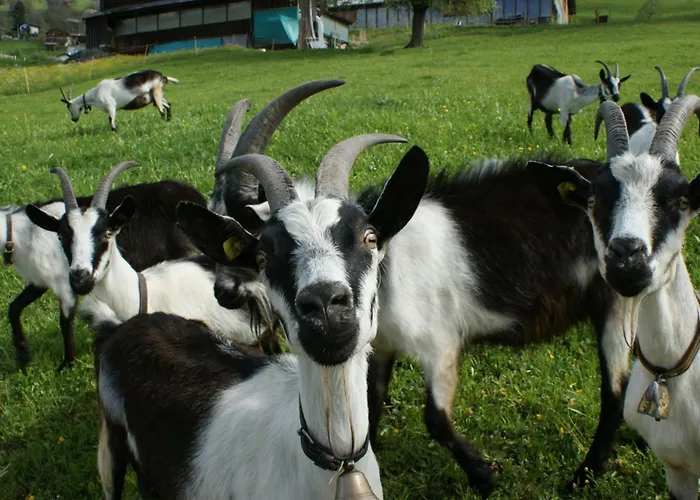 Gaestehaus Alpina In Отель 2*